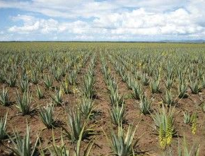 The World’s Best Forever Living Aloe Vera Company for Health & Wellness